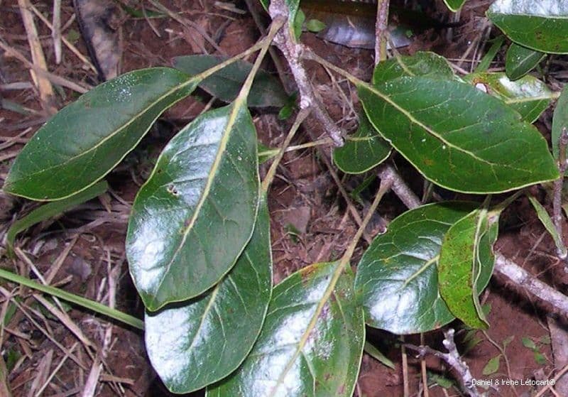 Sleumerodendron 7