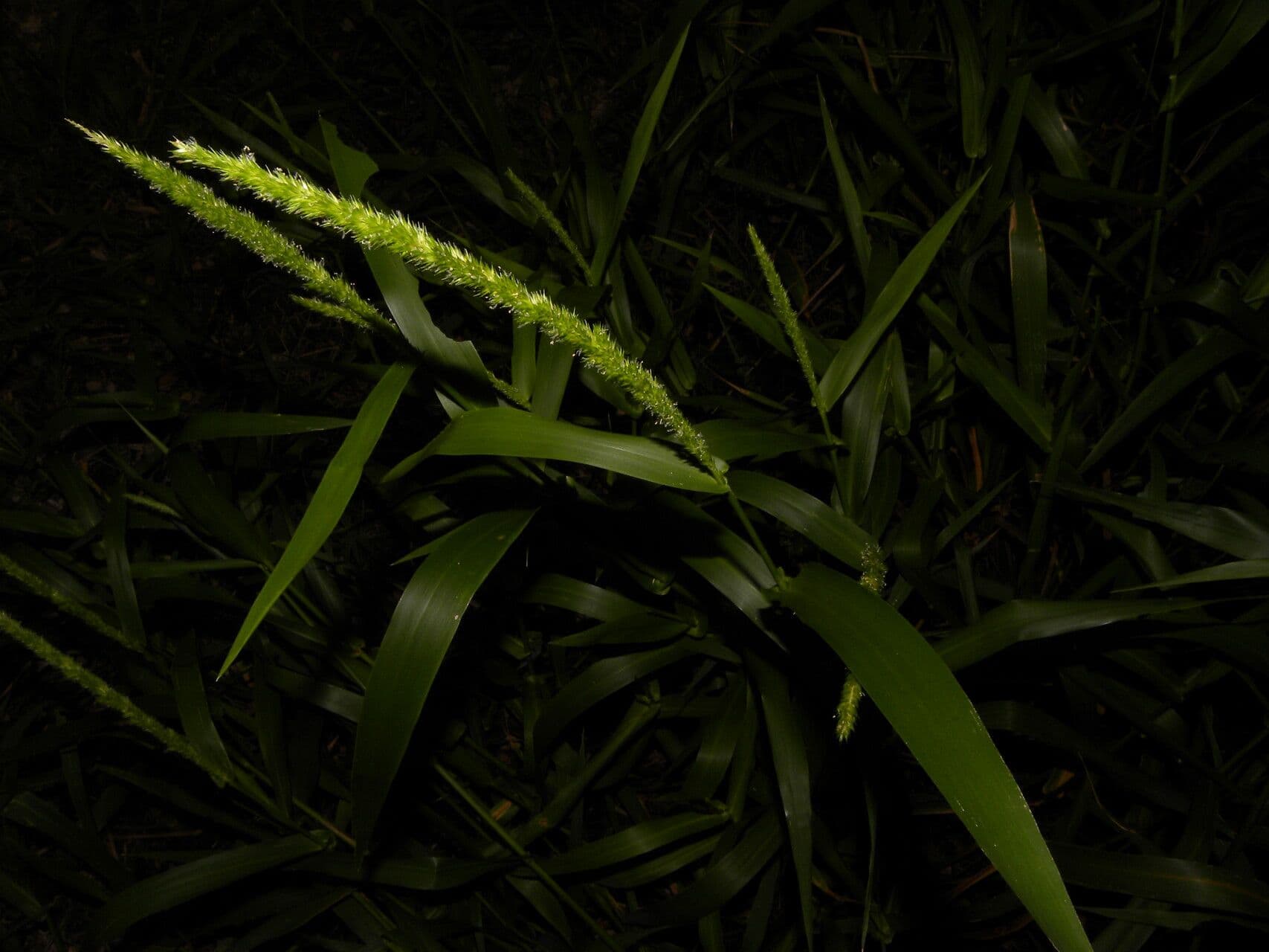 Hymenachne amplexicaulis 8