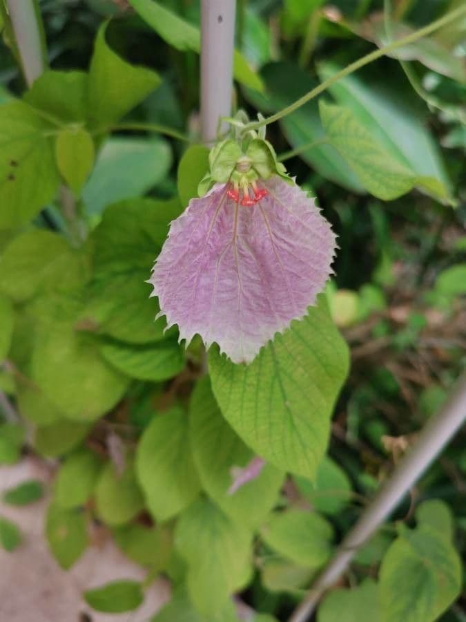 Dalechampia dioscoreifolia 6