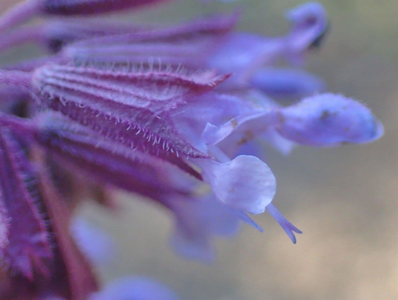 Salvia verticillata 10