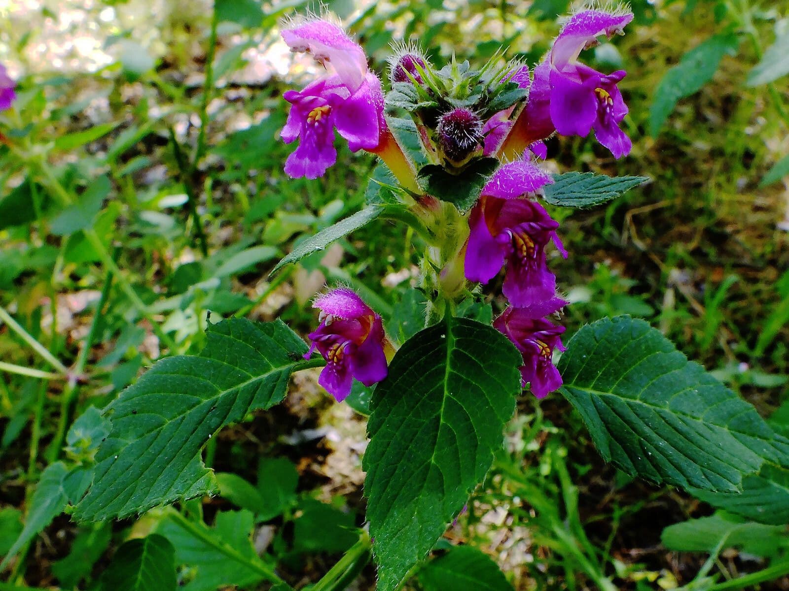 Canapa selvatica pubescente 5
