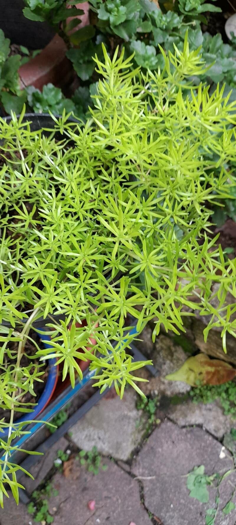 Sedum messicano 13