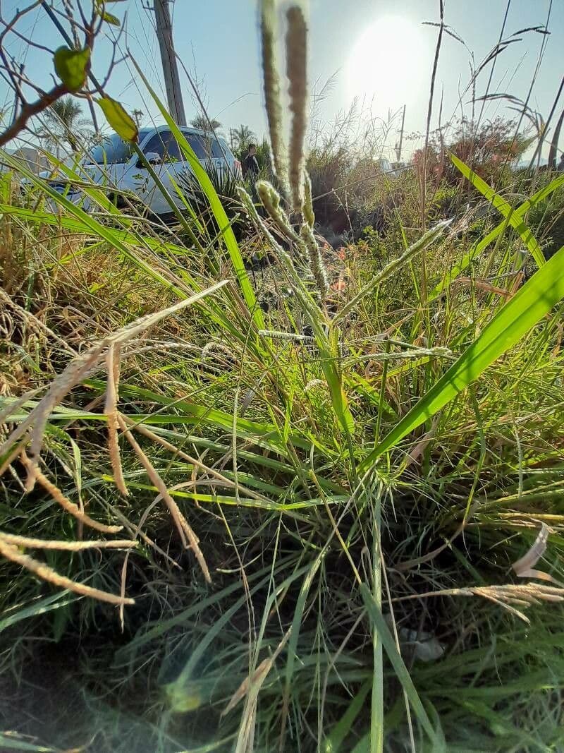 Urville-Paspalum 27