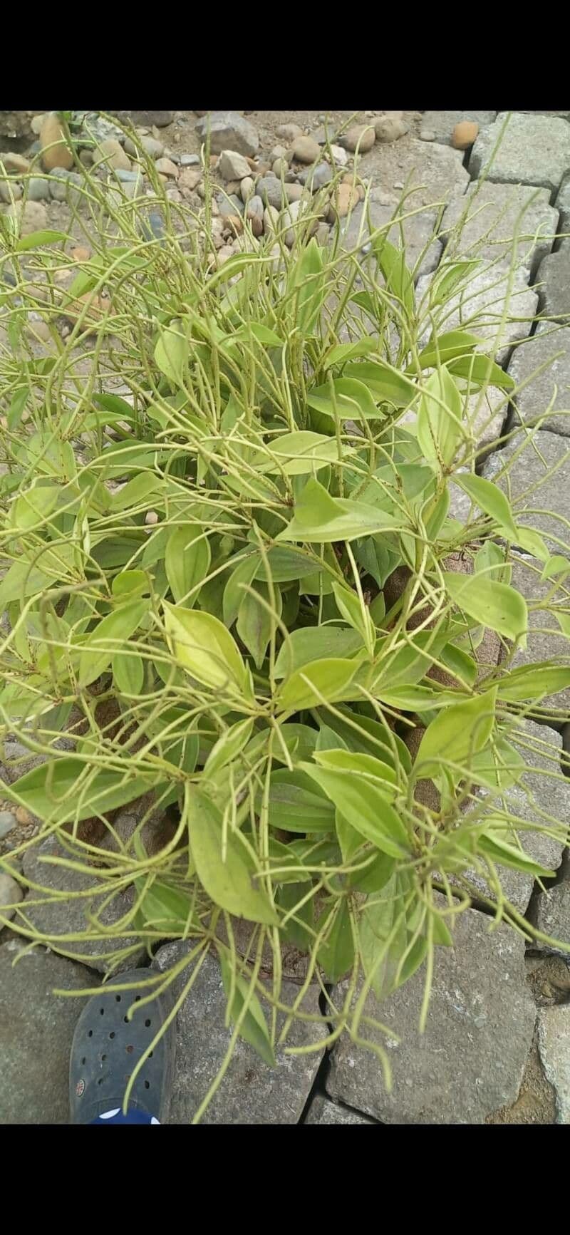 Peperomia blanda 6