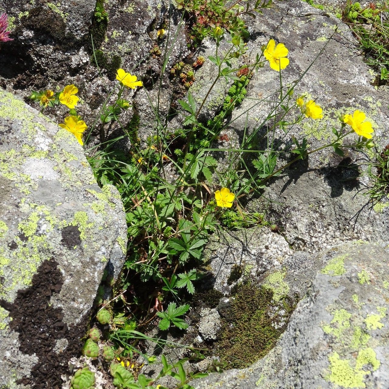 Potentilla pyrenaica 8