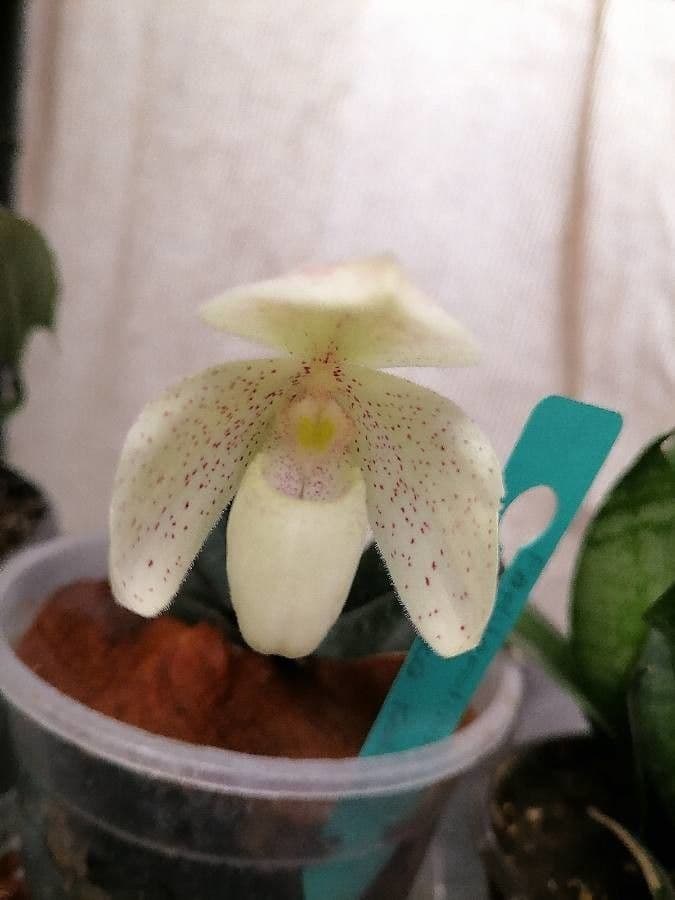 Paphiopedilum monocolore 5