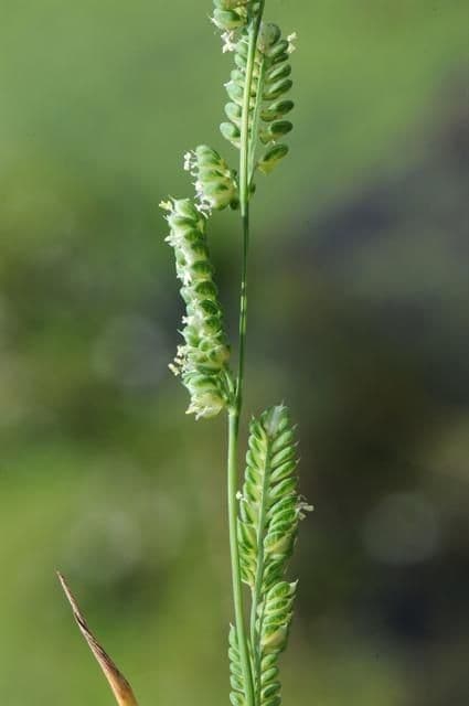 Beckmannia syzigachne 8