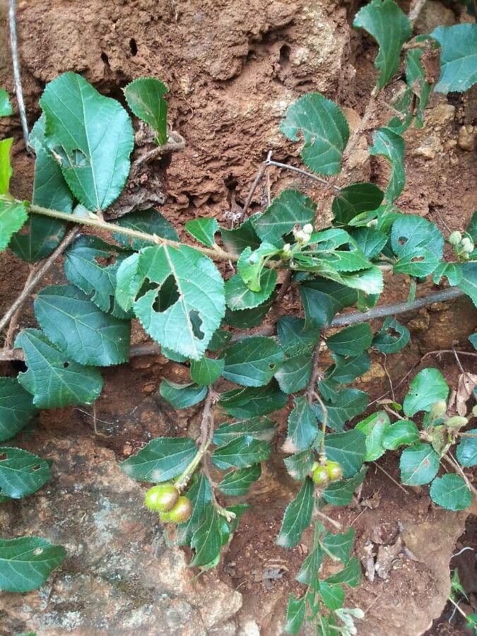 Grewia 9
