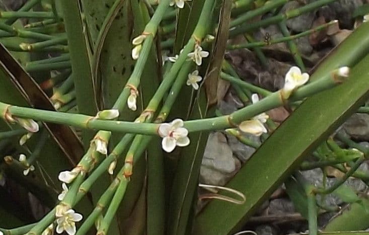 Polygonum 4