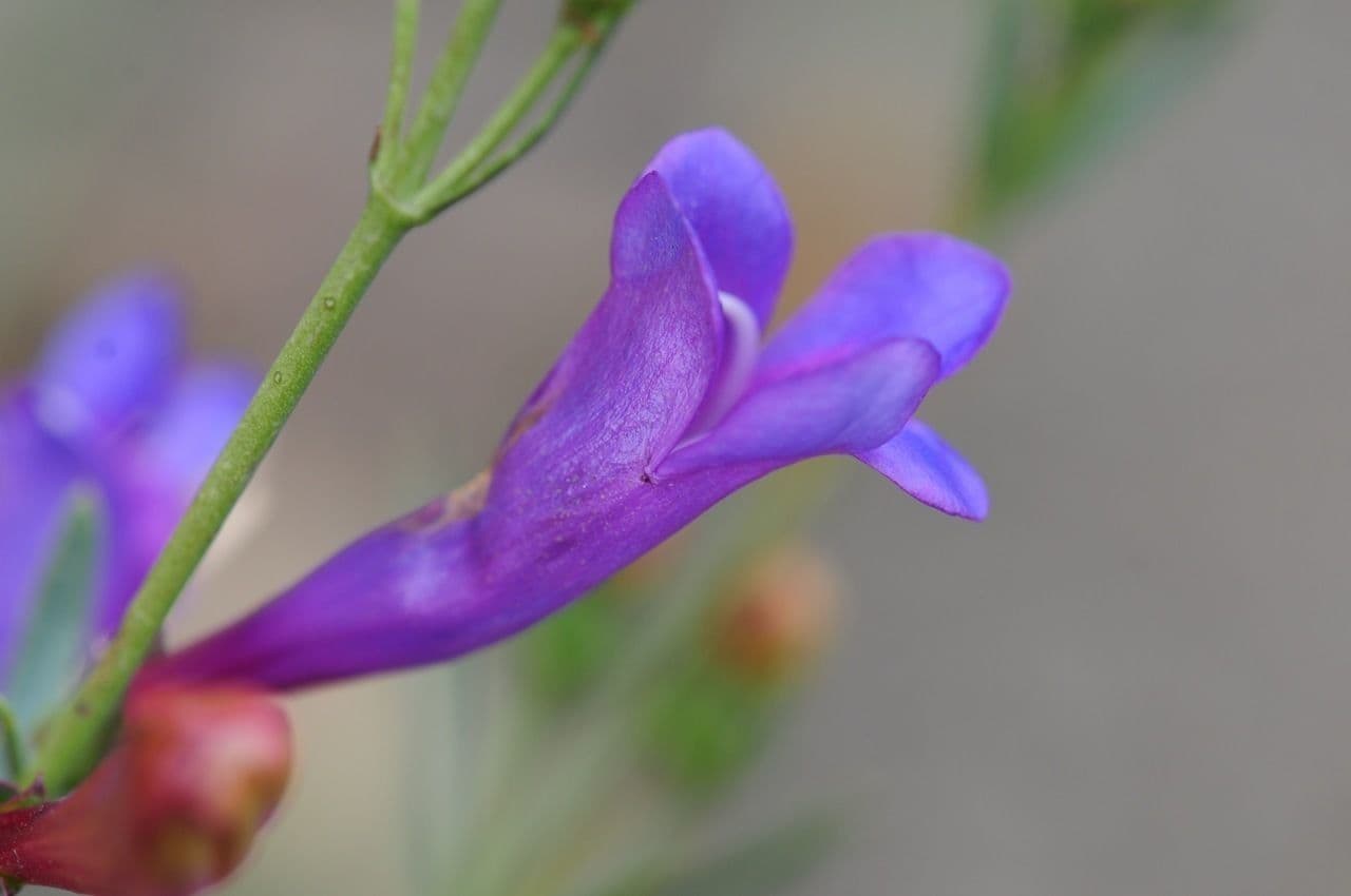 Penstemon eterofillo
