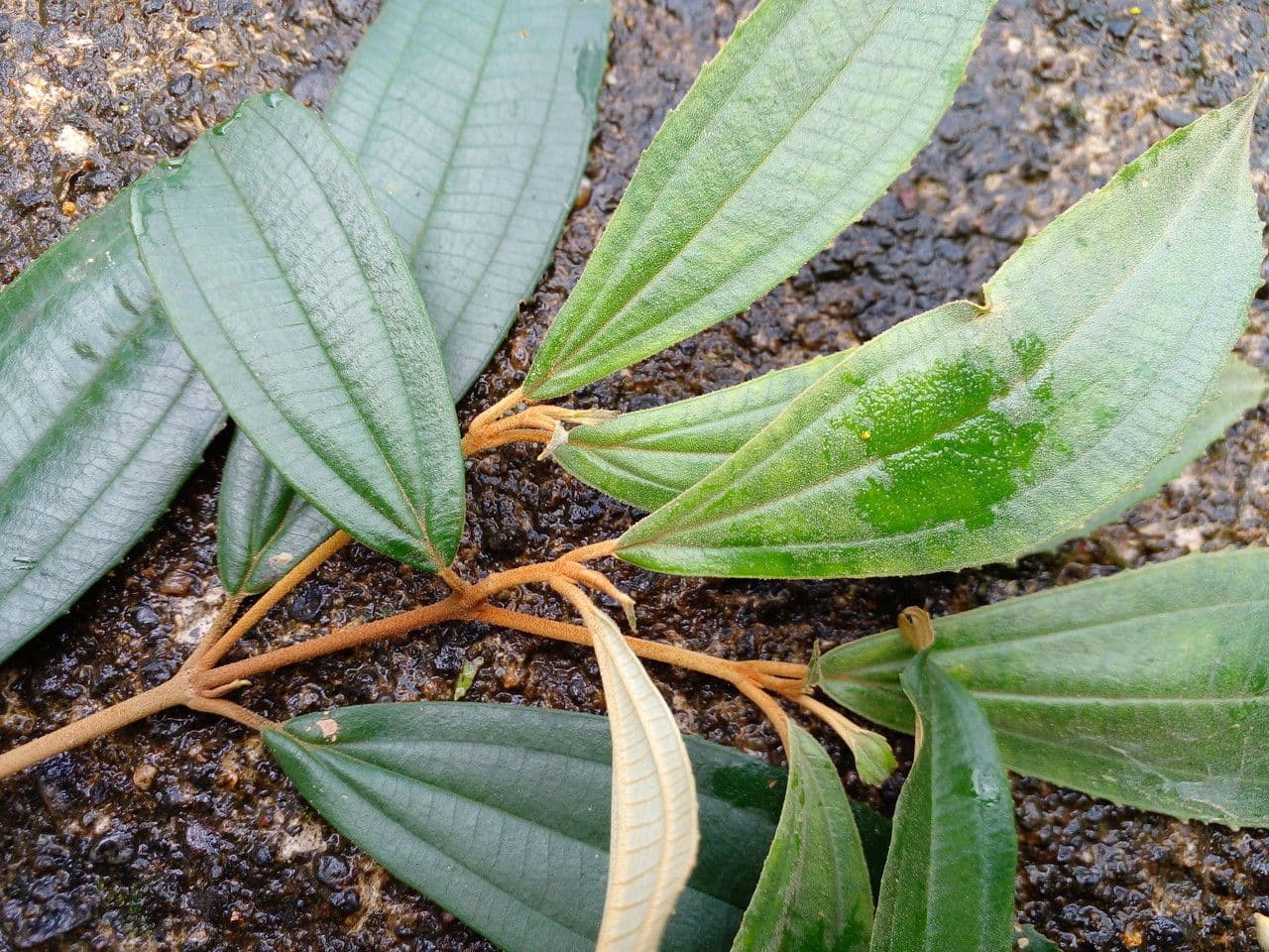 Miconia xalapská 15