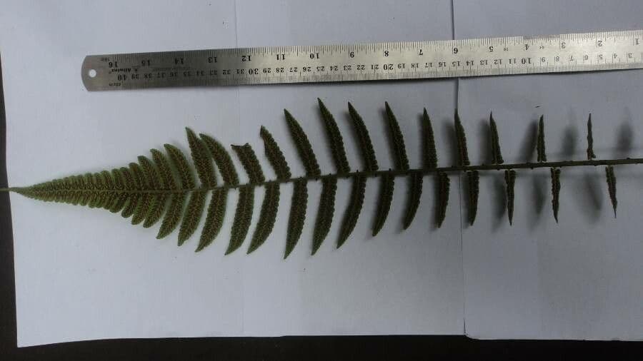 Nephrolepis bruno 2