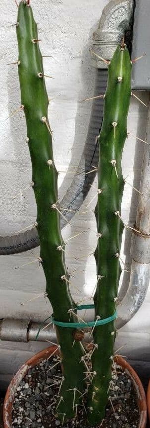 Harrisia 2