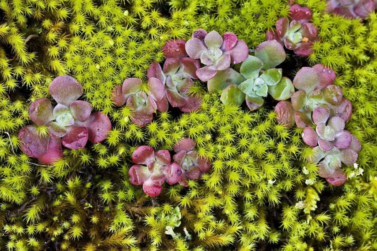 Borracina spatolata 8