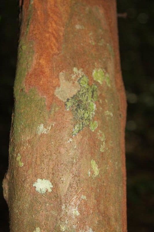 Iryanthera 8