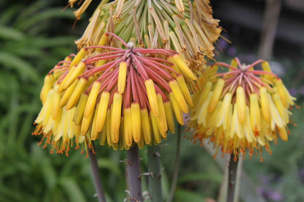 Aloe