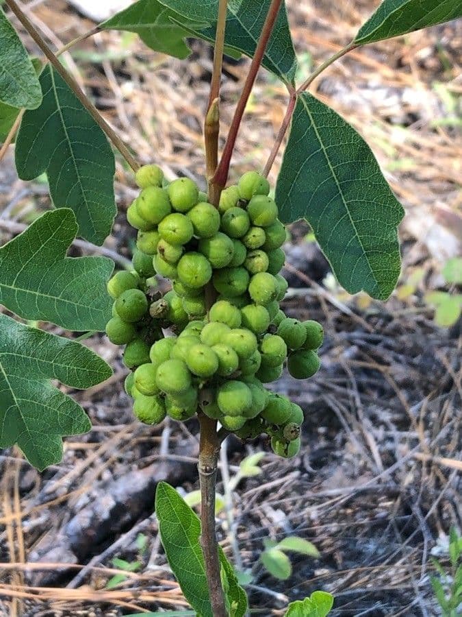 Toxicodendron pubescens