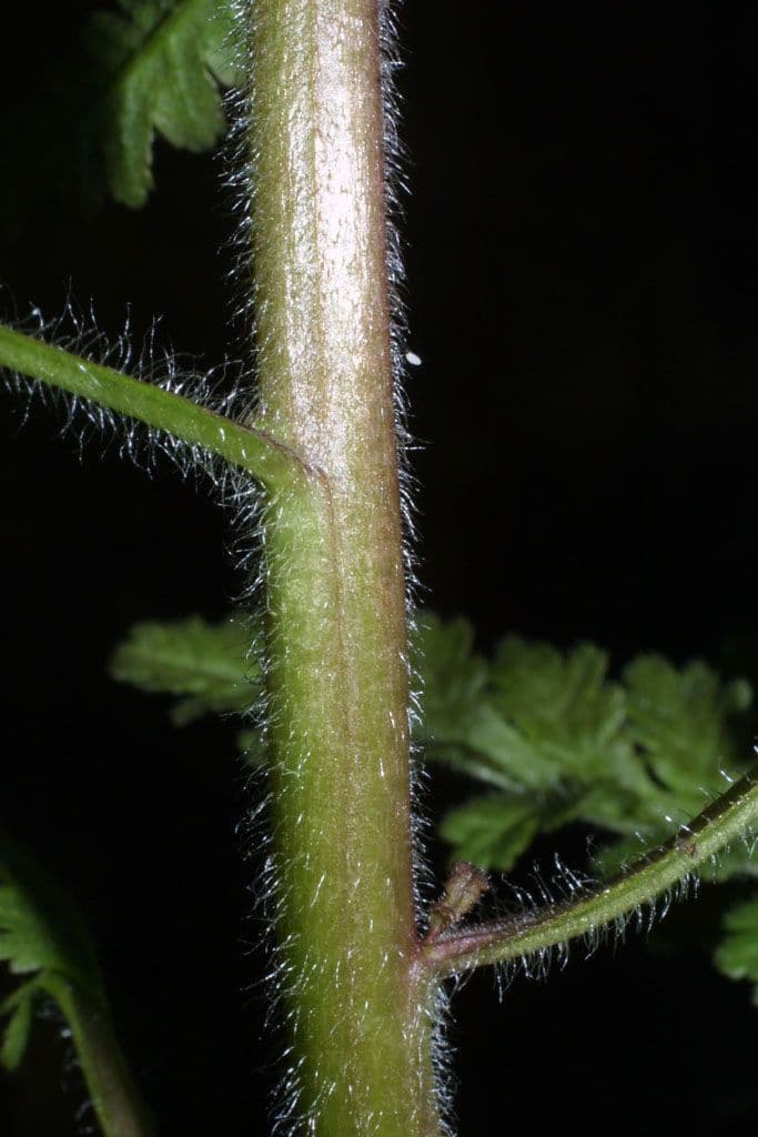 Pedicularis canadensis 18