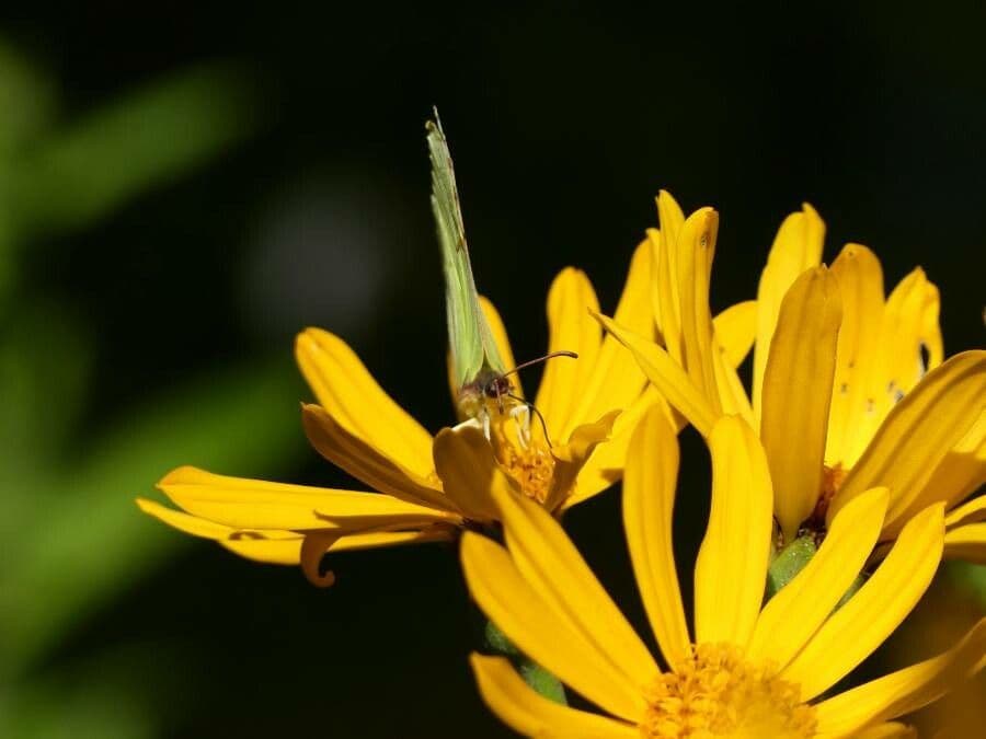Sibirisches Greiskraut 8