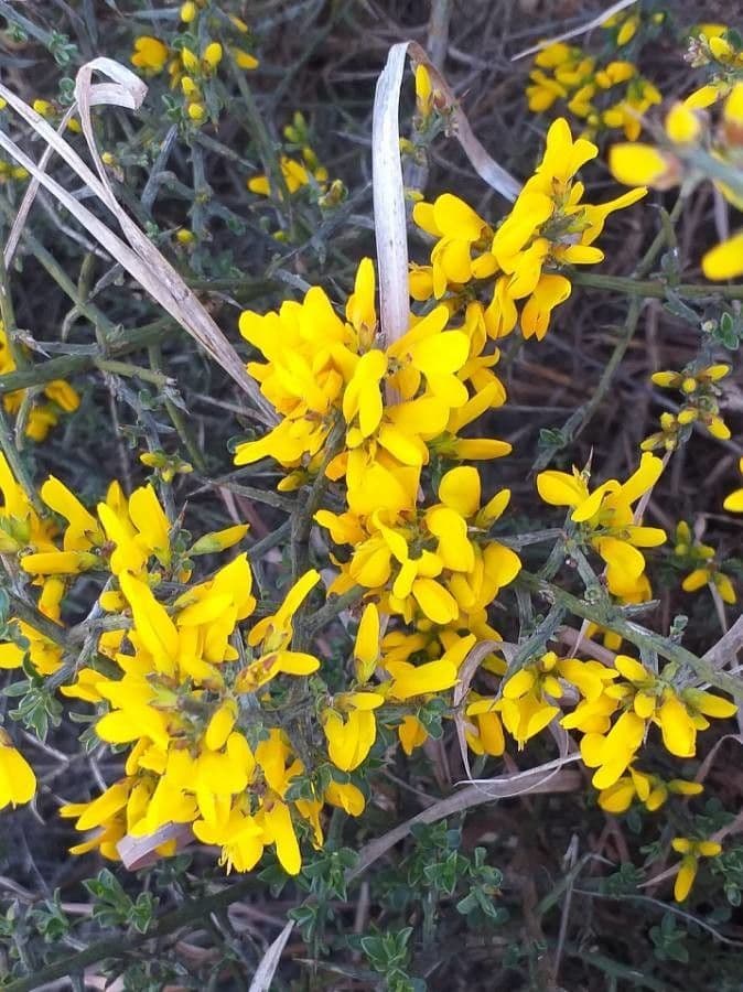 Ginestra spinosa 10