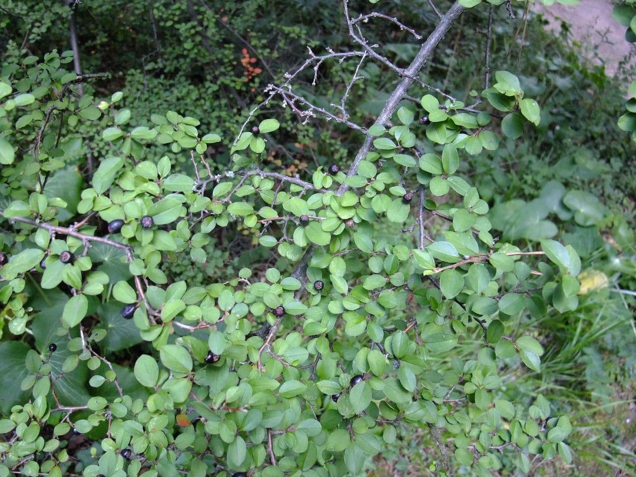 Cotoneaster brillant 2