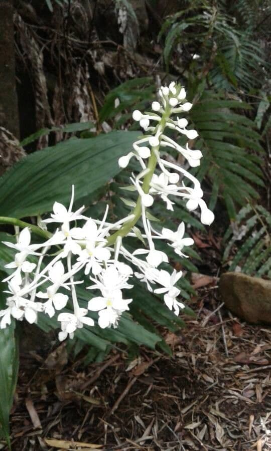 Calanthe 6