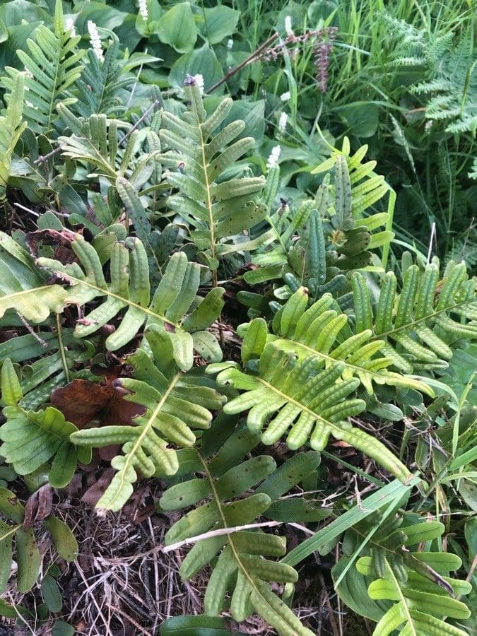 Polypodium californicum 11