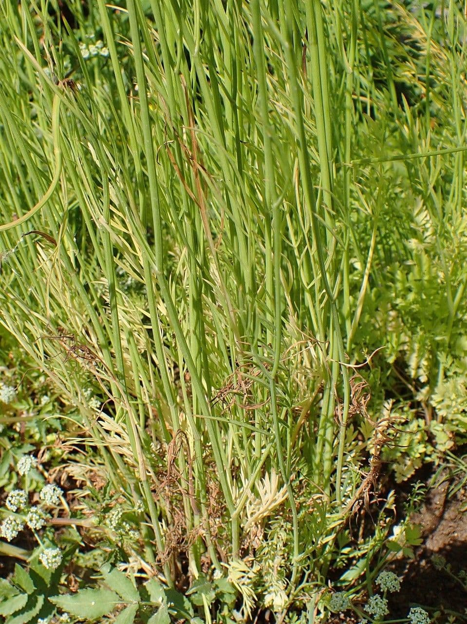 Oenanthe pimpinelloides 13