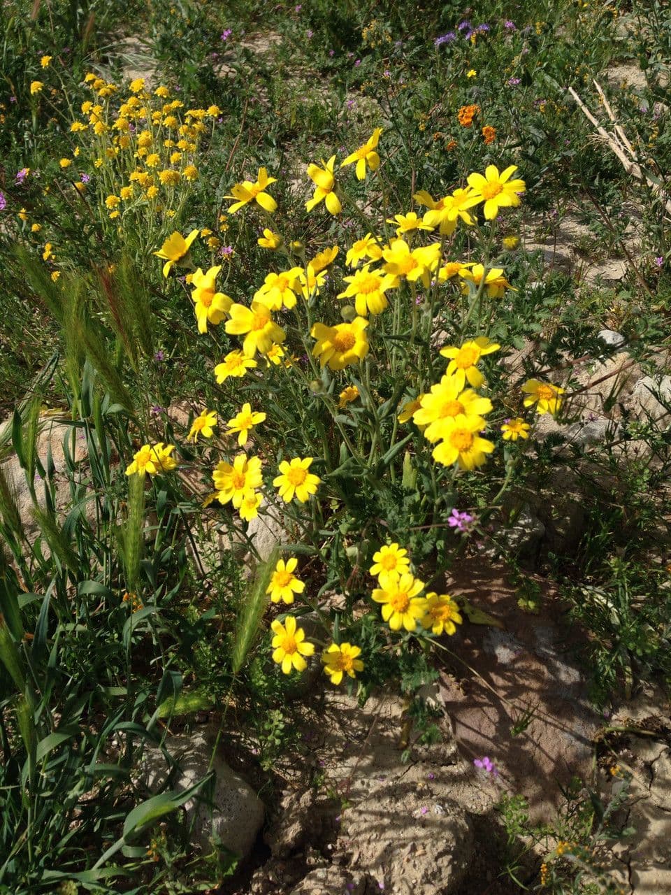 Monolopia lanceolata 7