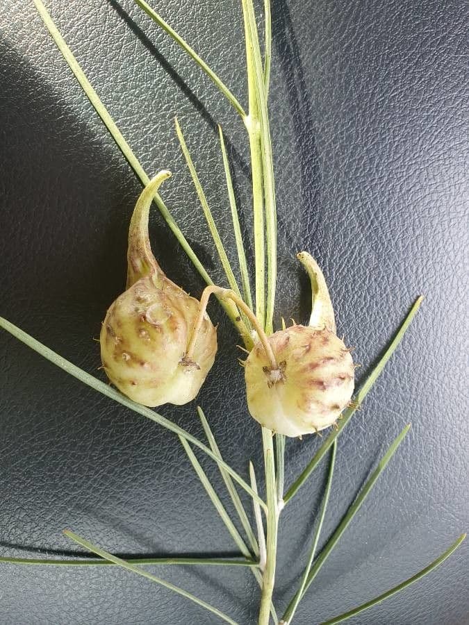 Gomphocarpus 3