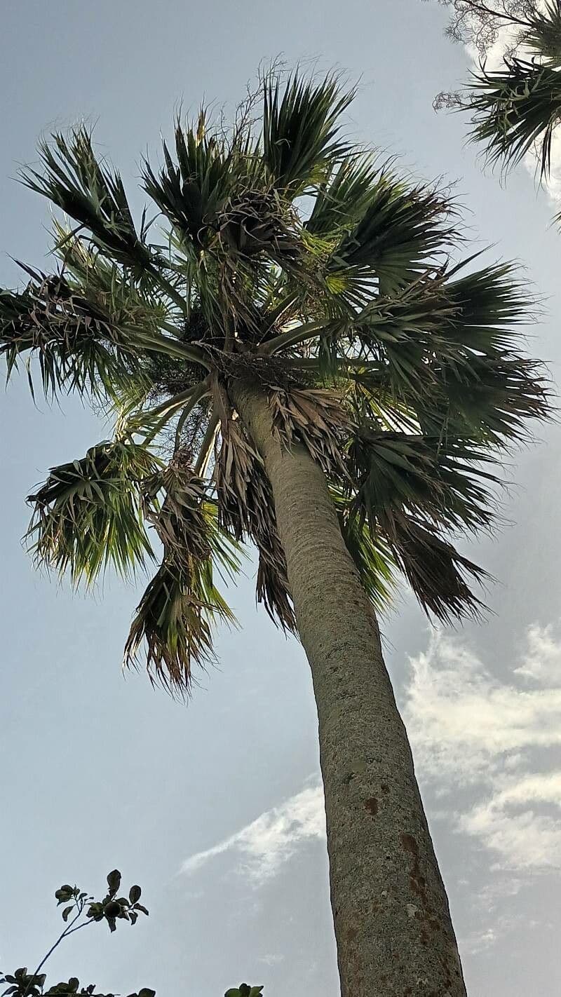 Palm competitive 10
