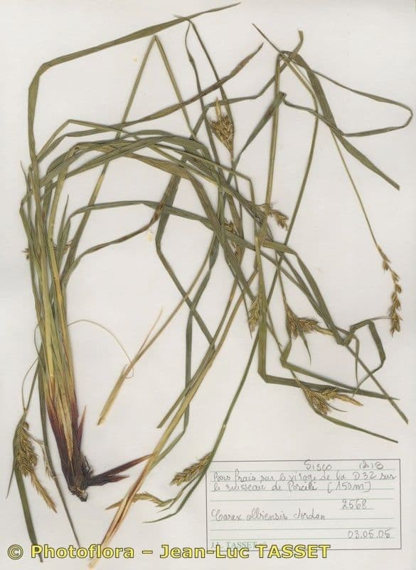 Olbius Segge 14