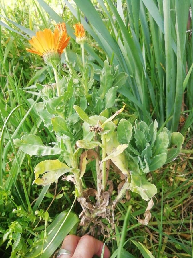 Calendula 21