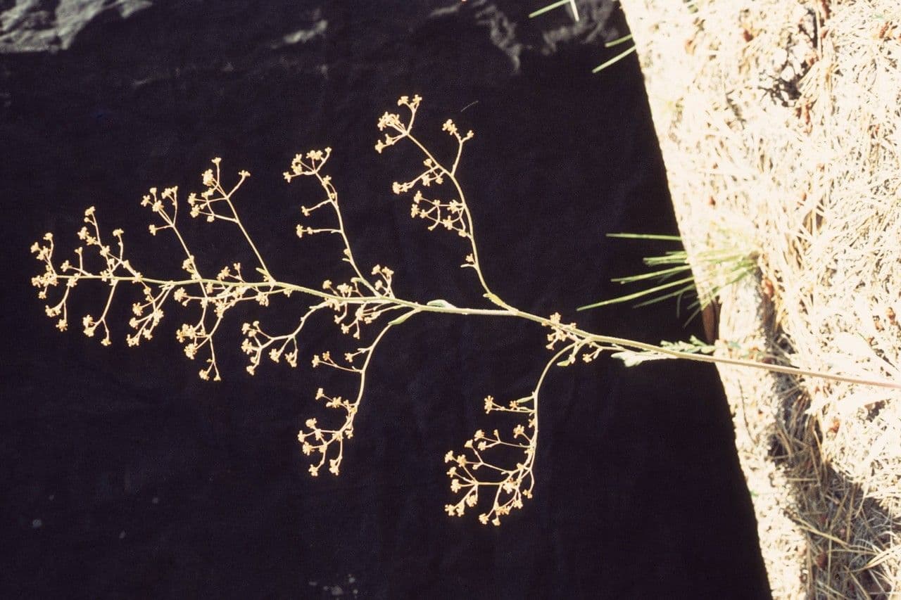 Eriogonum 7