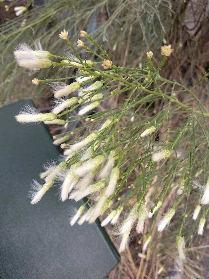Baccharis a scopetta