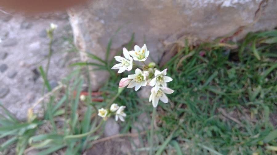 Nothoscordum bivalve 5