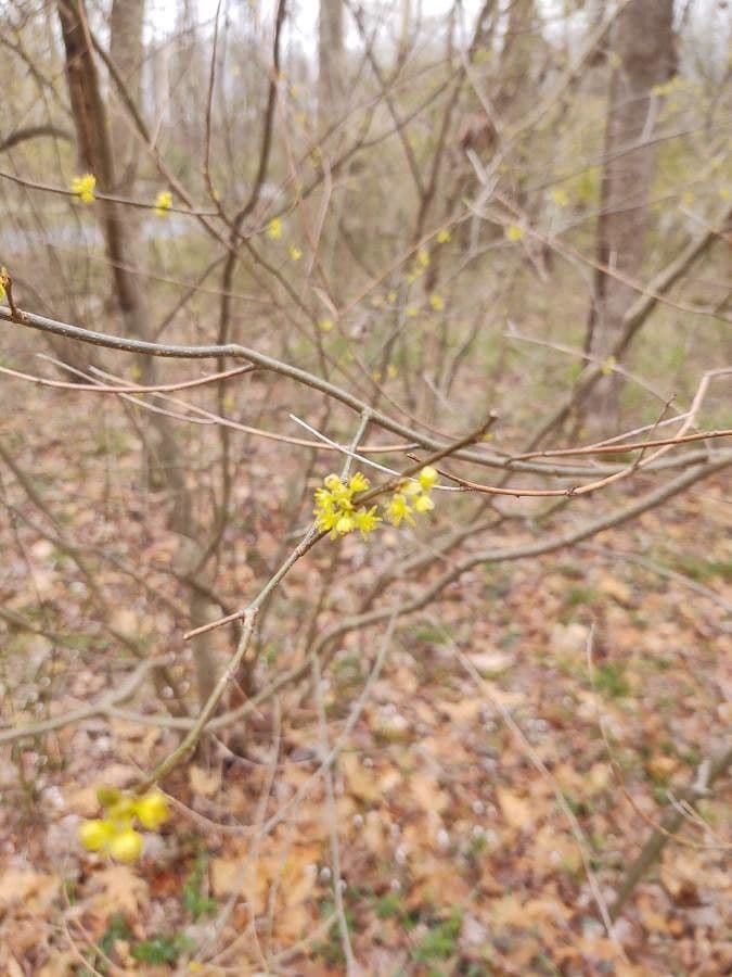 Lindera benzoin 8