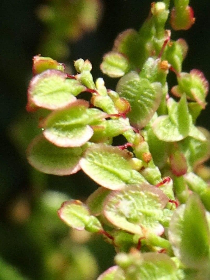 Acetosa 5
