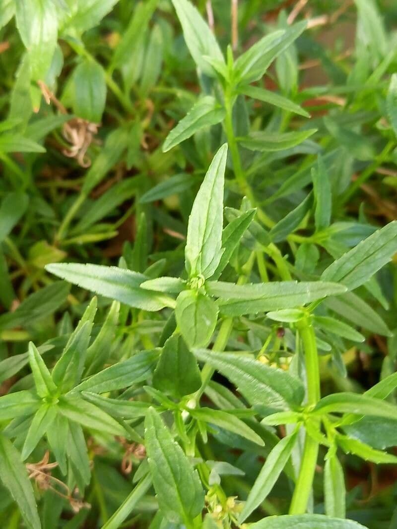 Nemesia arbustiva 7