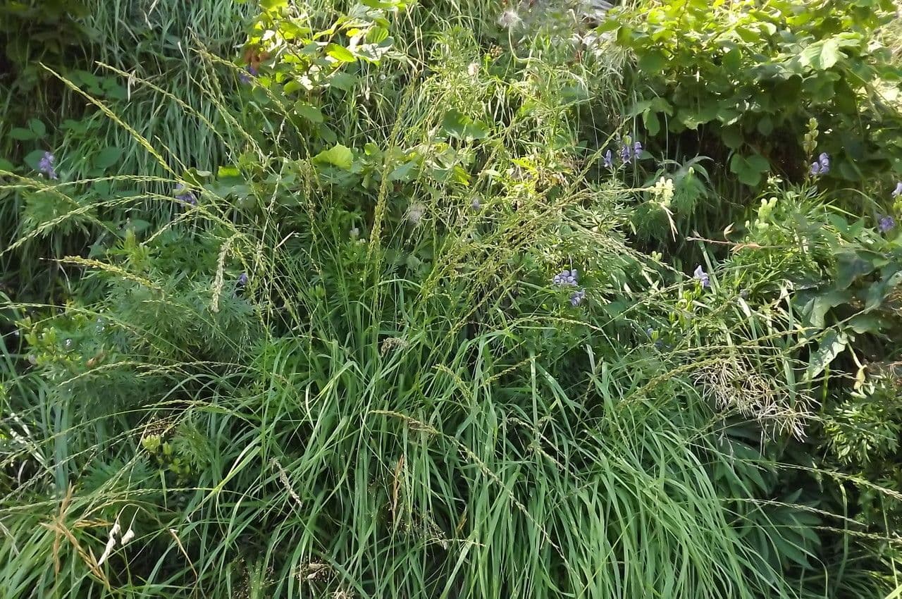 Molinia 11