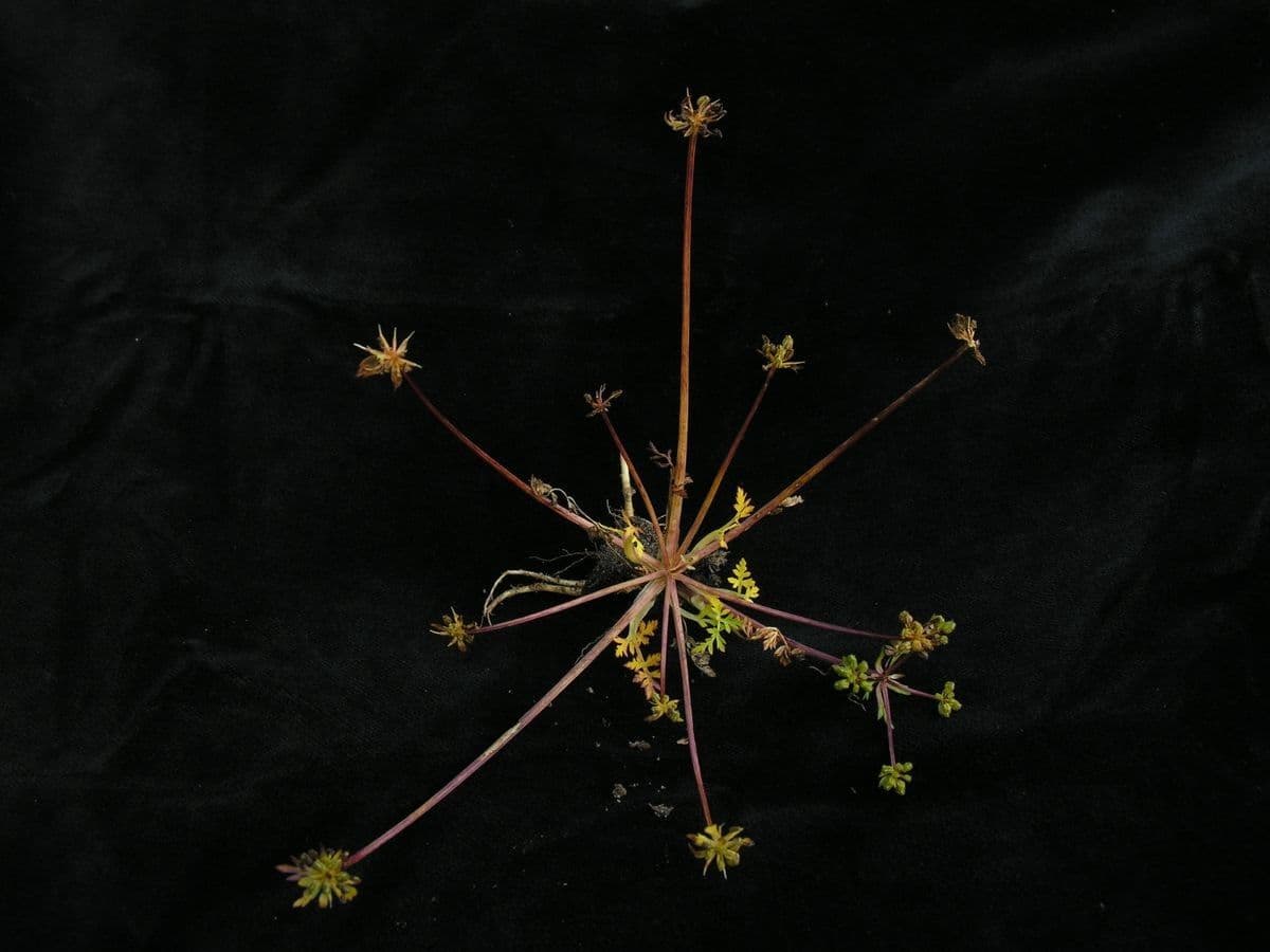Physospermopsis 2