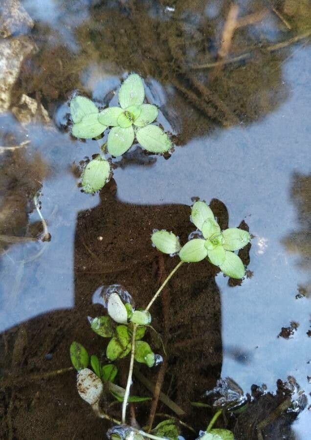 Teich-Wasserstern 17