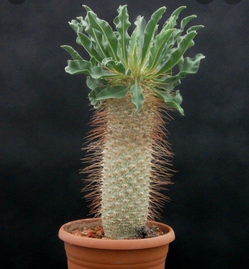 Pachypodium namaquanum 5