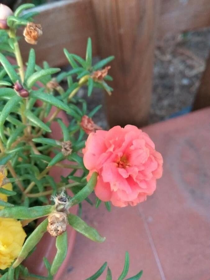 Flor de once horas 20