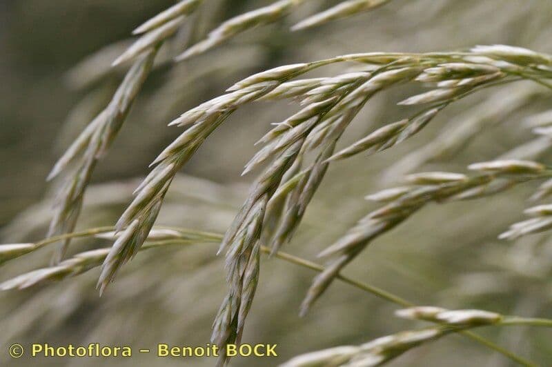 Festuca gautieri 3