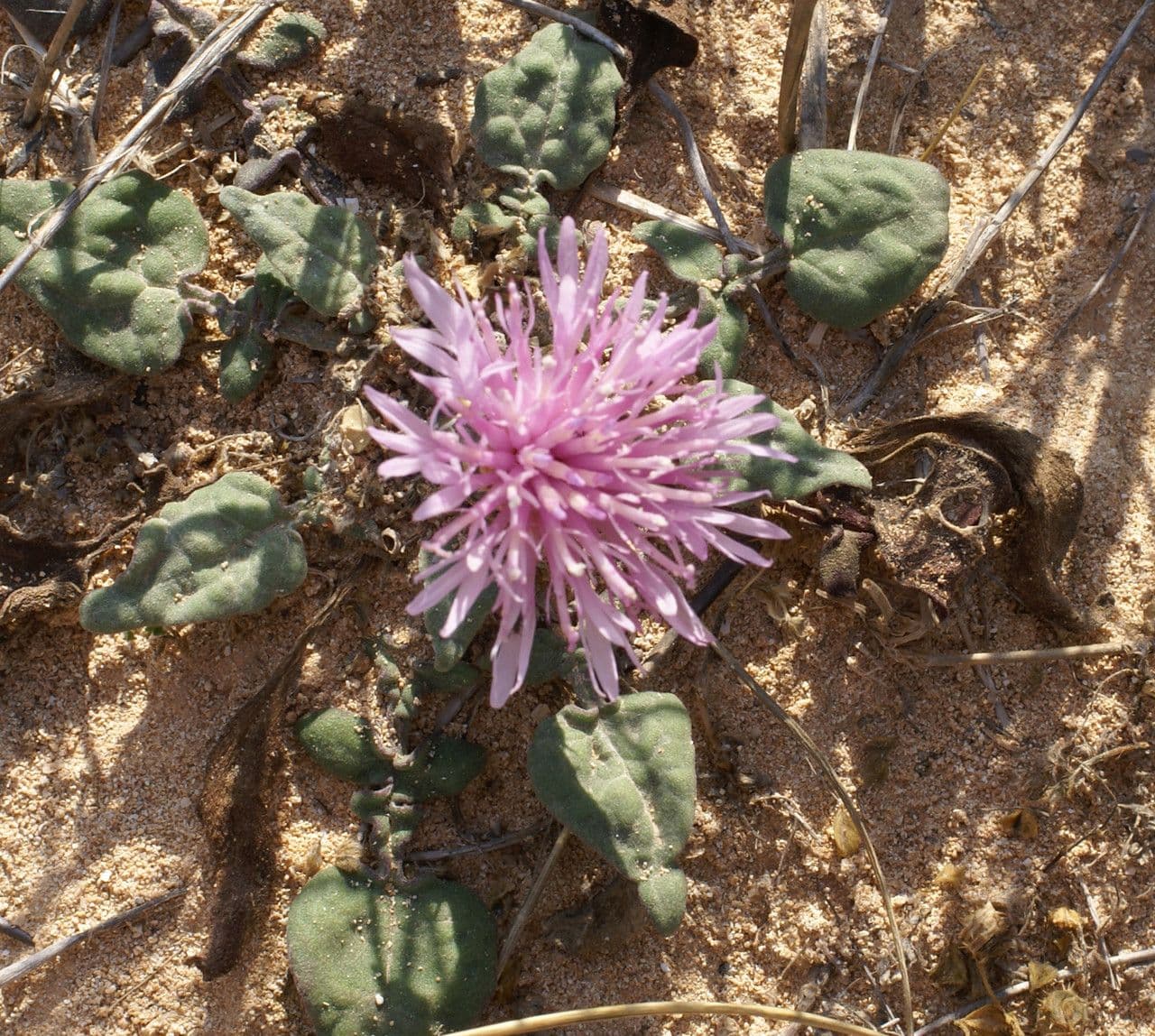 Centaurée 4
