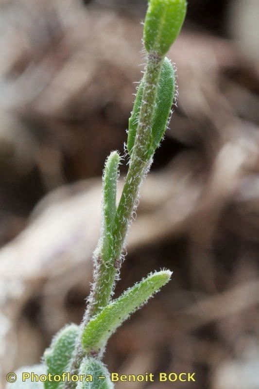 Arabis 21
