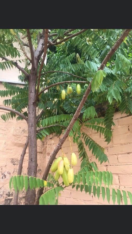 Bilimbi 18