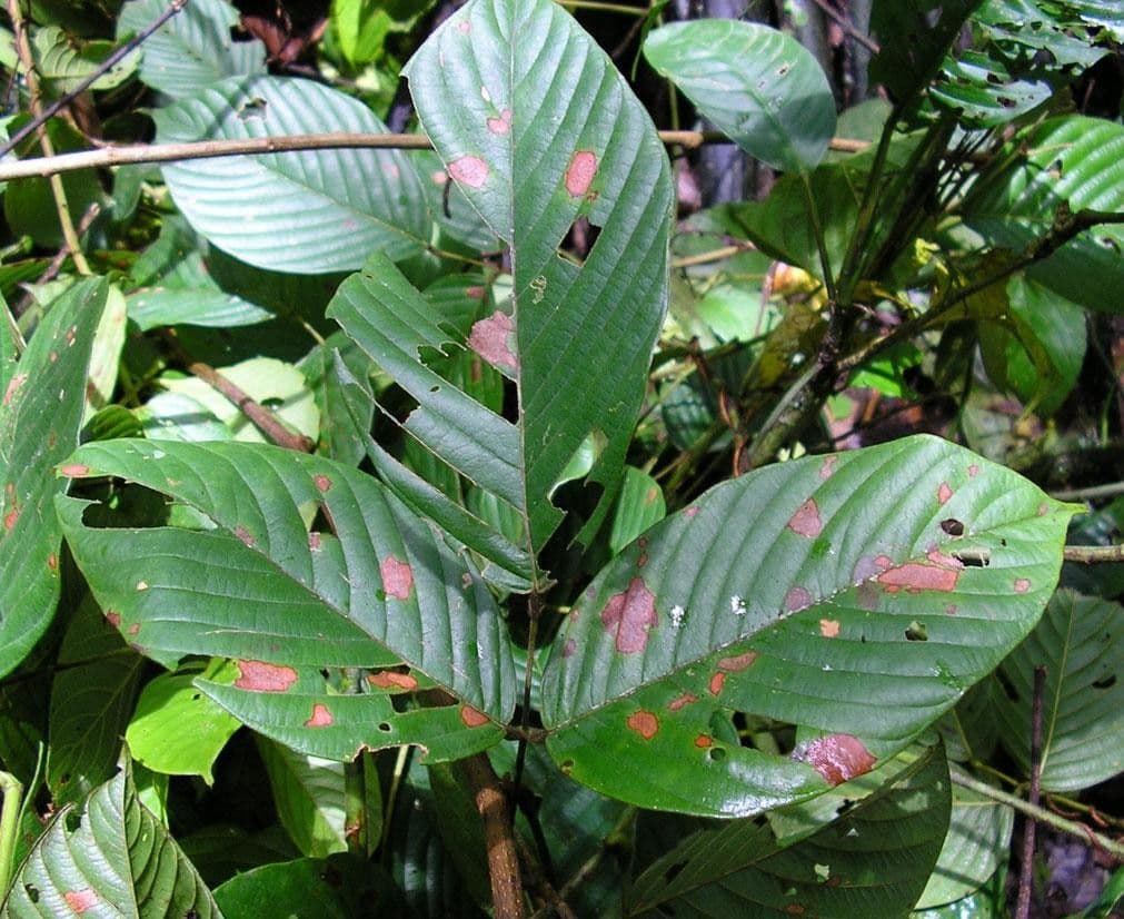 Macropsychanthus 14
