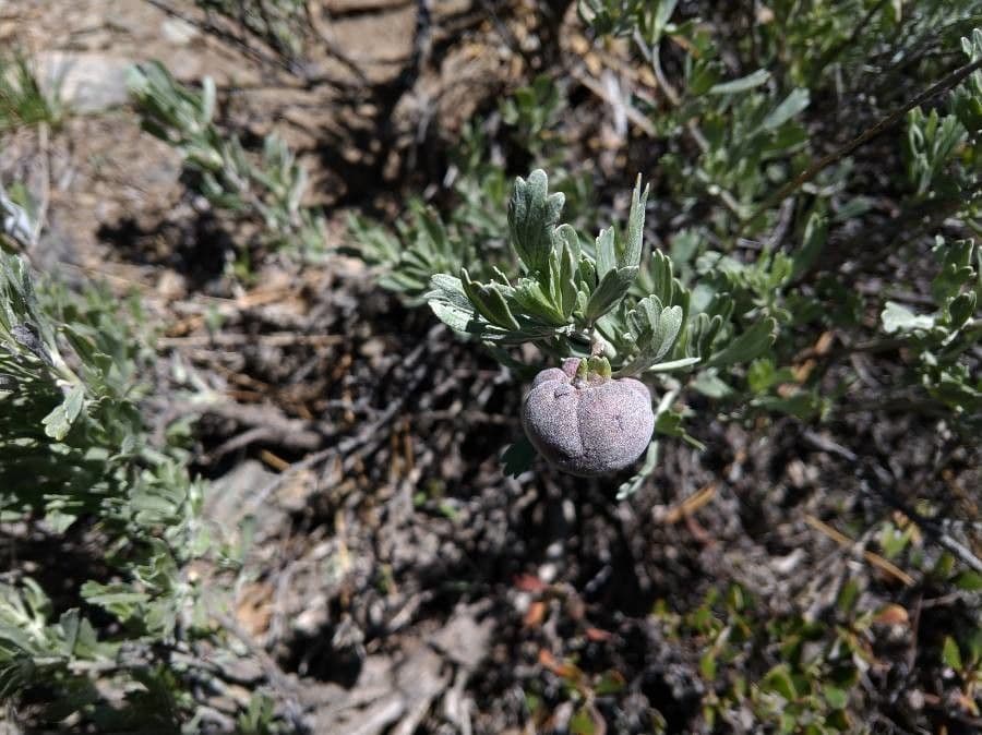 Artemisia tridentata 3